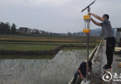 太陽能殺蟲燈助力湖南建設生態優質米示范基地