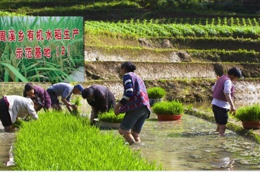 周溪水稻示范基地用上太陽能殺蟲燈【圖片案例】