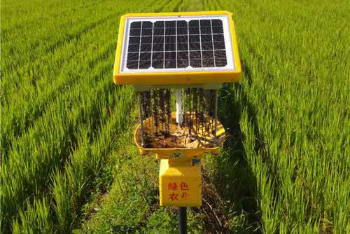 太陽能殺蟲燈在黑龍江延壽縣水稻種植基地披甲上陣